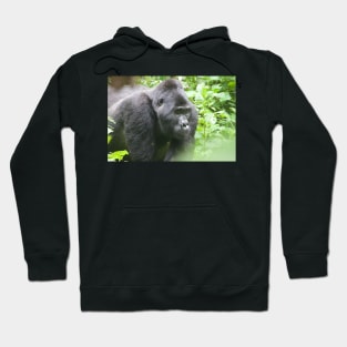 Male Silverback Gorilla in Uganda Hoodie